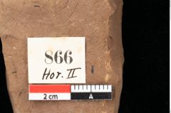Foto (Detailsansicht) von Quercus palaeoilex Ettingshausen (NHMW-GEO-2024-0188-0866)